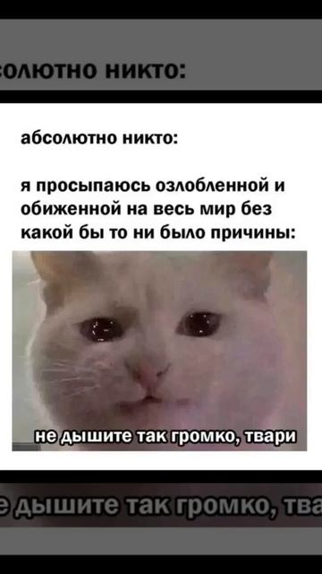 мемы