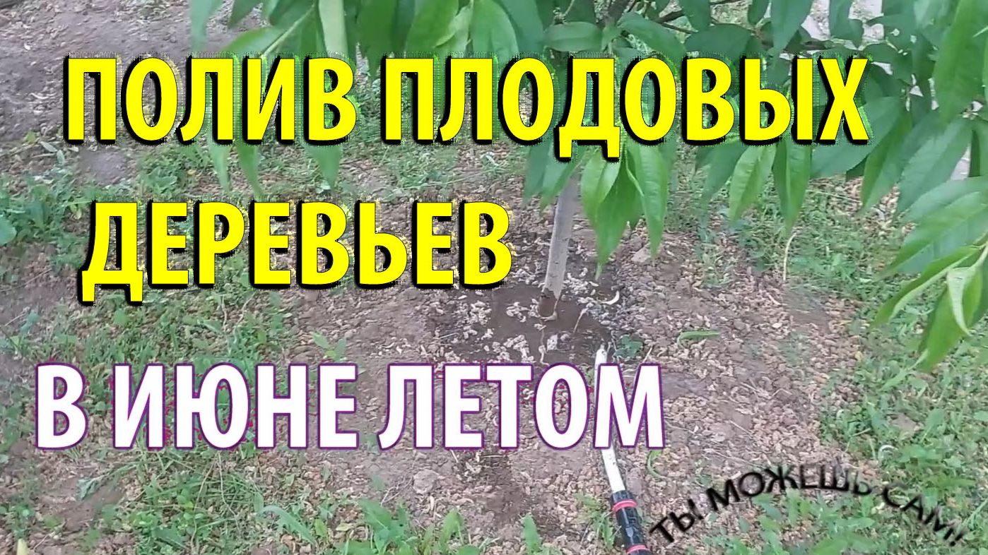 Как поливать Плодовые Деревья Летом в Июне правильно