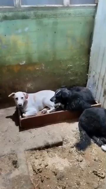 Уфа, Башкирия
Попали в отлов вот  такие собаки!😰Добрые и ласковые 
Пожалуйста, сделайте репост🙏