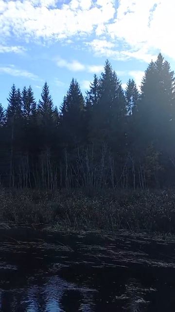 Тишины хочу.