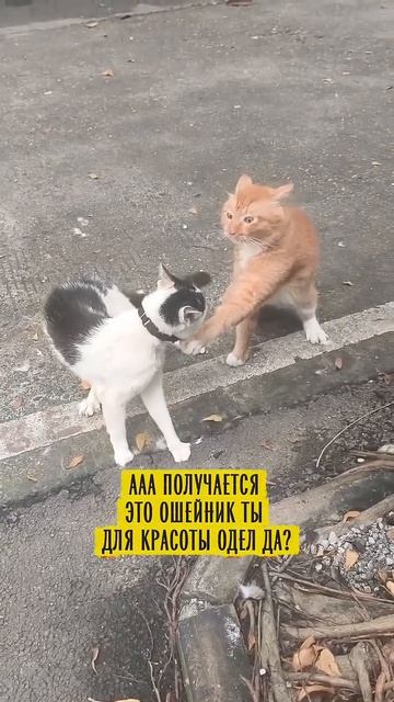 Домашний кот😂😂 #озвучка #юмор #прикольныекоты #уличныйкот