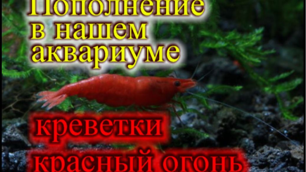 Новое пополнение креветка Красный огонь