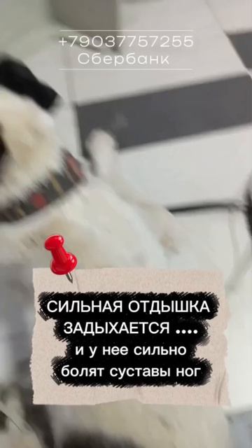 Мила, живи..УМОЛЯЕМ ПОМОЧЬ СОБАКЕ😢 
🙏🏼сбор средств на лечение собаки Милы"

Дорогие друзья!