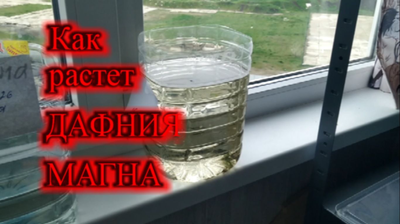 КАК ВЫРАСТИТЬ ДАФНИЮ МАГНА НА БАНАНЕ