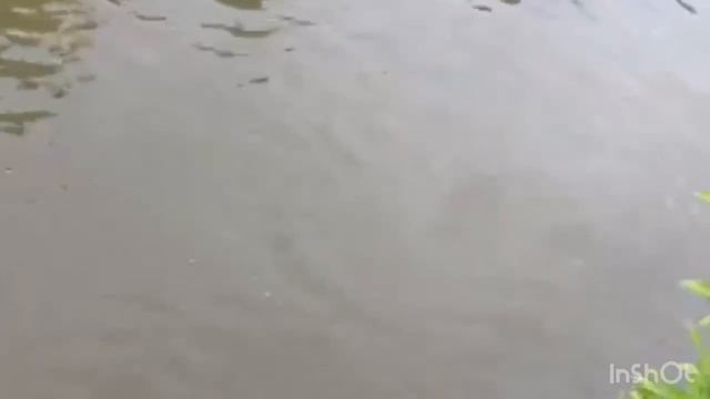 Карпуша