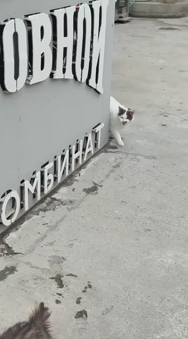Шикотанские котики. Сахалин