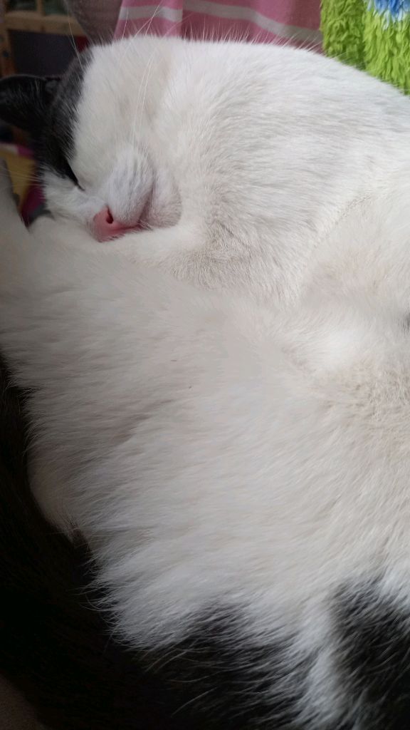 Мурочка становится популярной🐈🐱💖