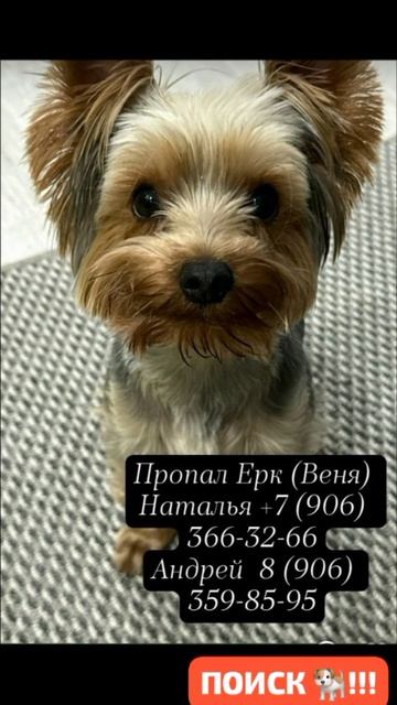 🐕НИЖНИЙ НОВГОРОД, КСТОВО!! 
ПОИСКИ  ПРОПАВШЕЙ СОБАЧКИ !!🐕