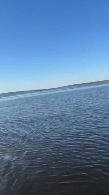 В Старомайнском заливе дохнет рыба  Жители поселка тревожно сообщают о большом количестве сетей