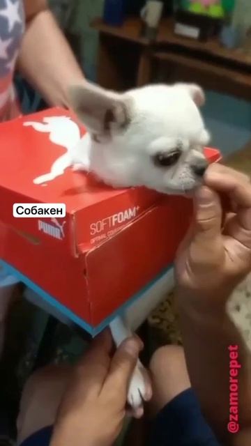 попался