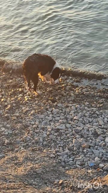 Плавательный сезон открыла! 🐶