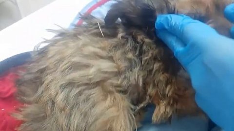 Подарите ему ШАНС ЖИТЬ🙏🏼
🆘 SOS! СРОЧНЫЙ СБОР НА СПАСЕНИЕ ЩЕНКА! 🆘
Россия, Уфа!-----