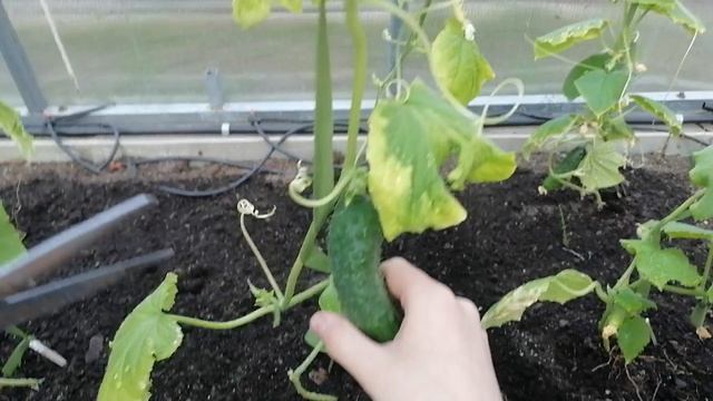 Отличный урожай огурцов.