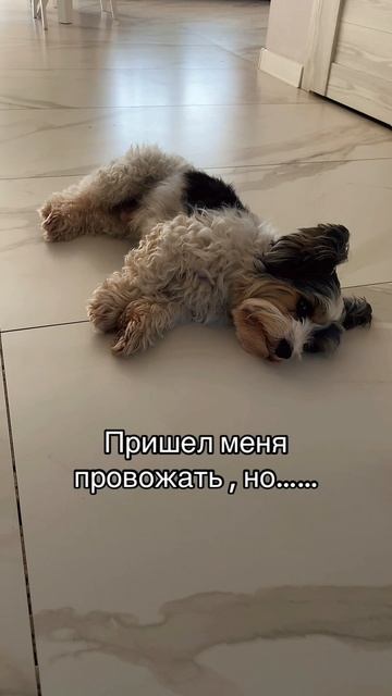 Собака провожака