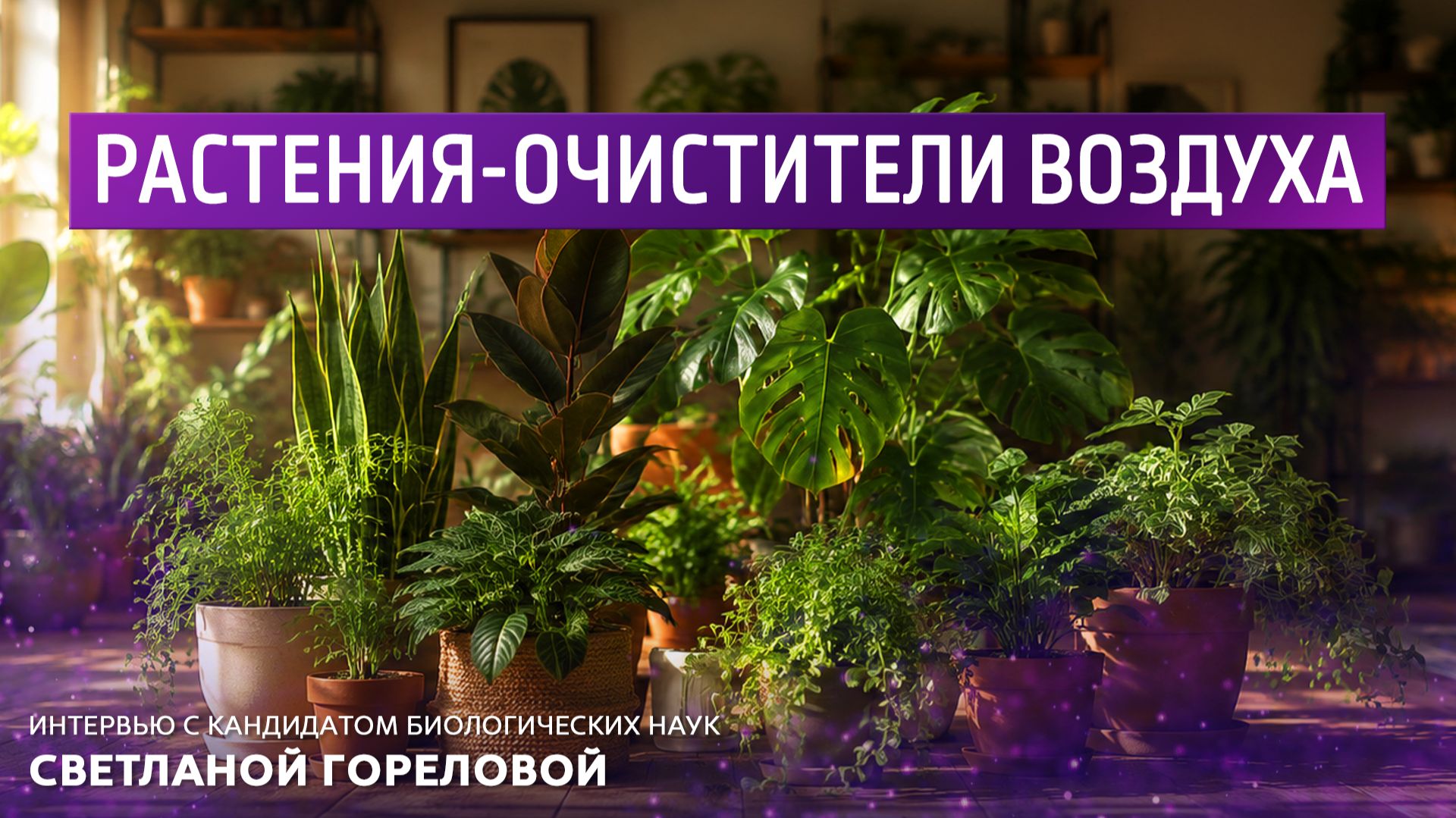 Растения-очистители воздуха. Интервью с кандидатом биологических наук Светланой Гореловой