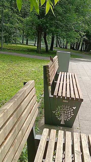 Симфония парка