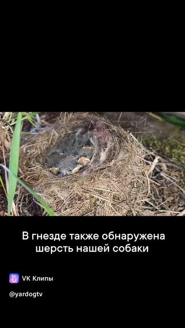 Как думаете, это птенцы какой птицы?🐣
