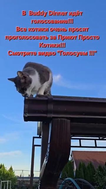 Голосуем