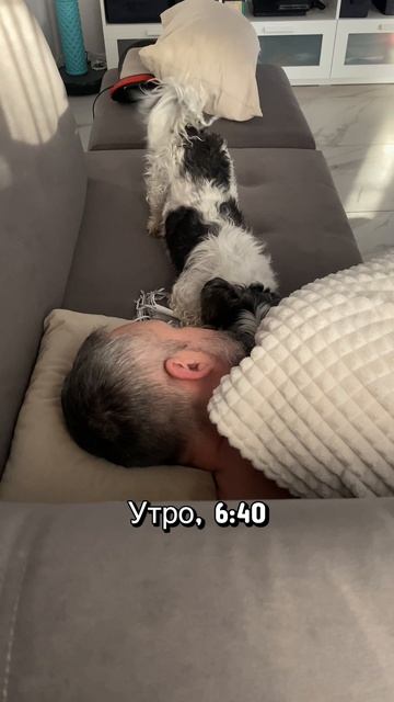 Прикол с собакой