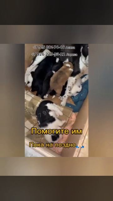"Спасите хотя бы детей", умоляет мать. Верх жестокости - в усыпалку Гомеля поступила мама с детьми‼