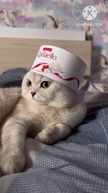 Я люблю конфеты и шоколад 🍫