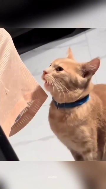 Weird Sleeping Cats, Double Cat Chaos & Expressions That Say Everything