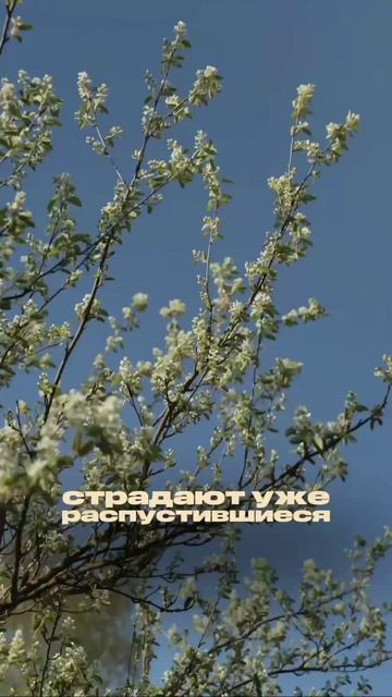 🍓 Заморозки ударили по саду? Урожай ещё можно спасти!
