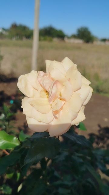 Роза флорибунда Свит Хани. 21.09.2025г.