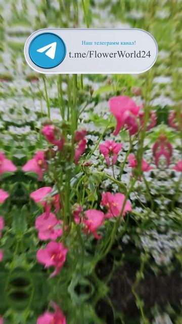 Диасция цветок, который цветёт 3 раза за сезон! 🌸