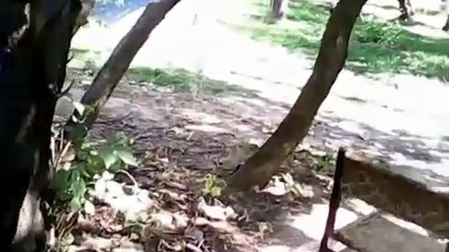 Тотально-слепой человек легко находит Стул среди деревьев