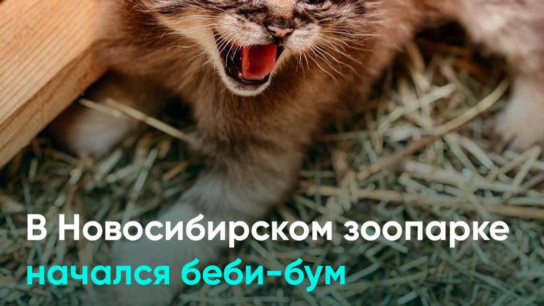 В Новосибирском зоопарке начался беби-бум