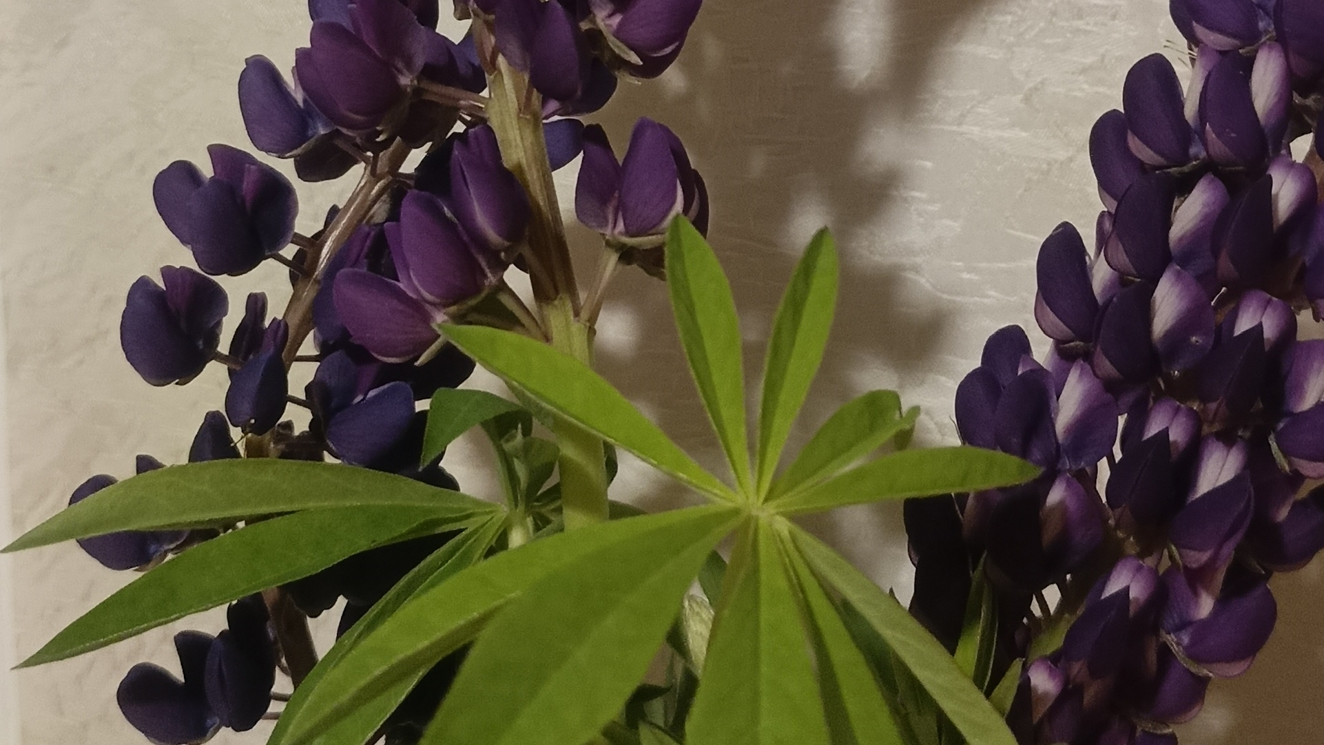 Вечерний эфир🌿