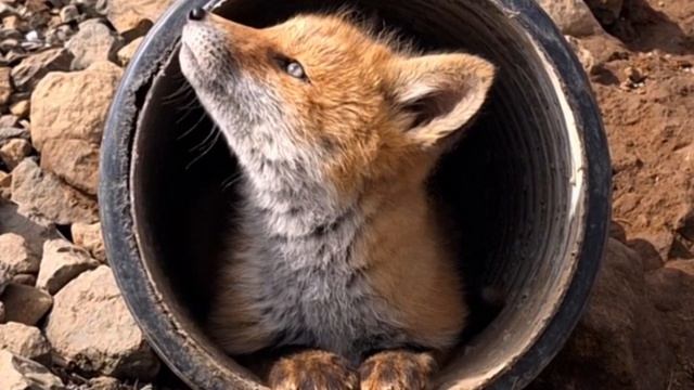 Лисичка. Остров Шикотан. Сахалин