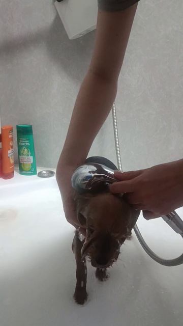 Водные процедуры/Кусенька купается/Чистая🐶💕