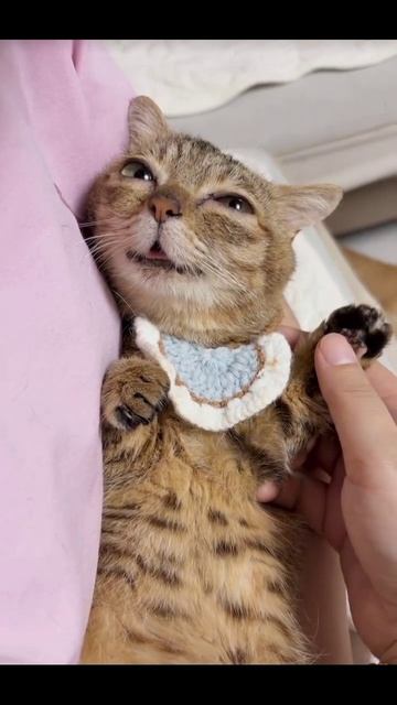 Немного котиков в ленту 🐱