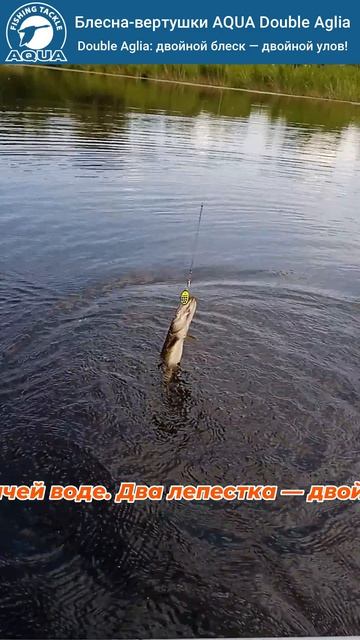 Ловля щуки на вертушку AQUA DOUBLE AGLIA — проверенная классика спиннинга.