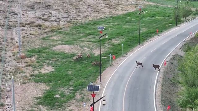 🦌Дикие маралы в Синьцзяне