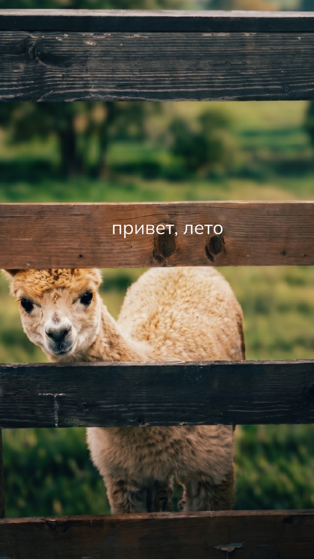 Привет, лето