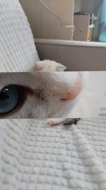 рофл эдит
