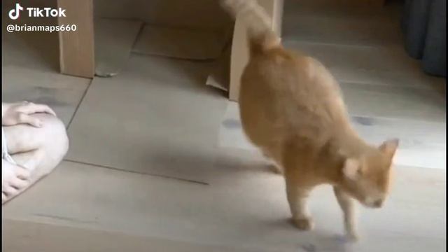 нюхай