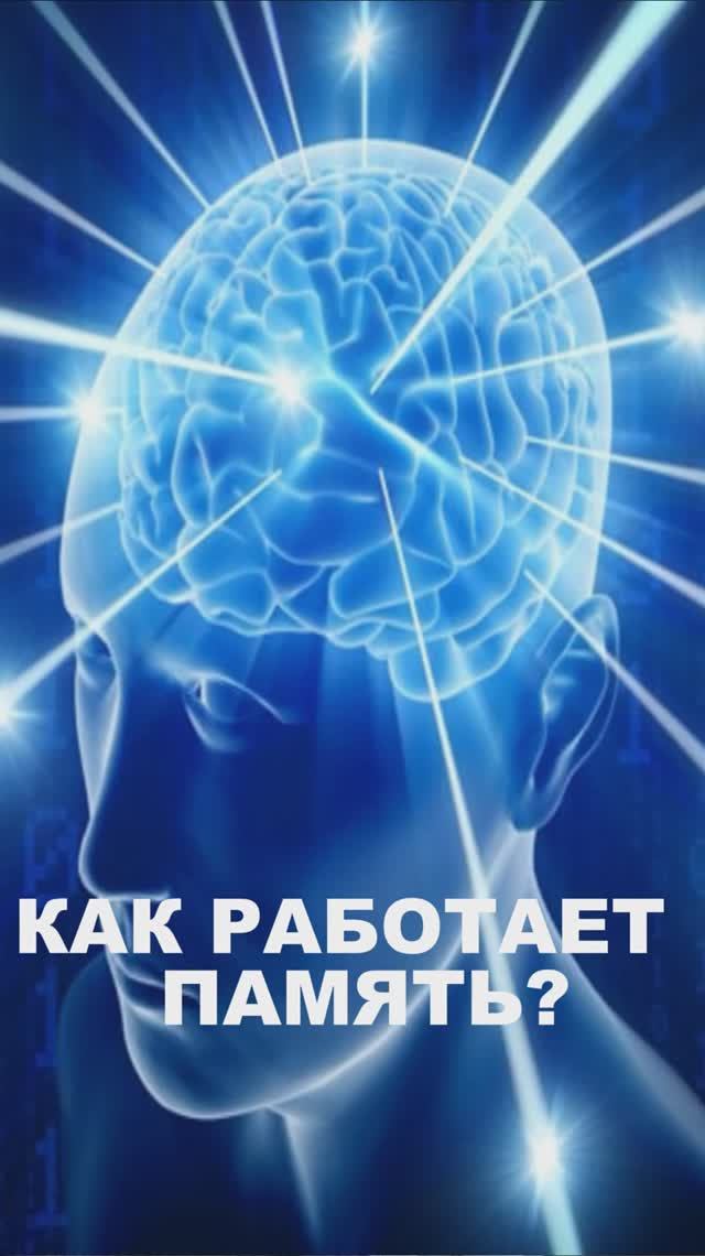 Как работает человеческая память