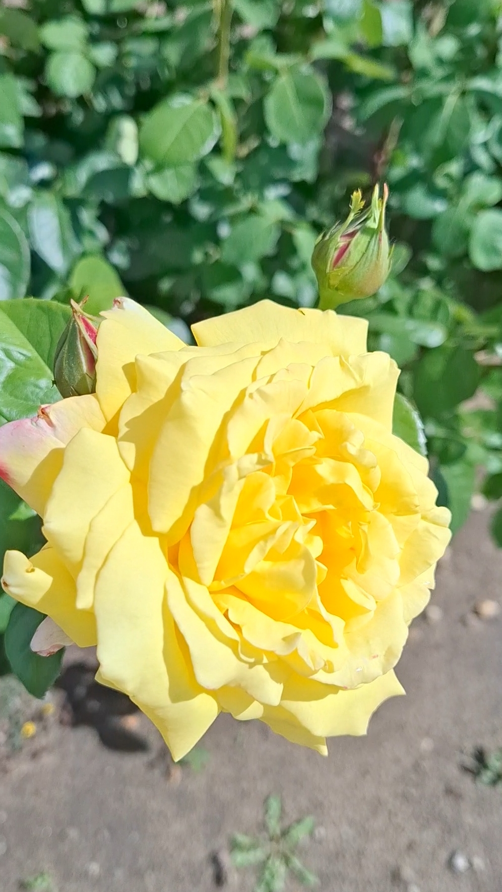 Розы: язык любви, понятный без слов💐Лепестки нежности: магия роз в каждом бутоне #цветы #розы