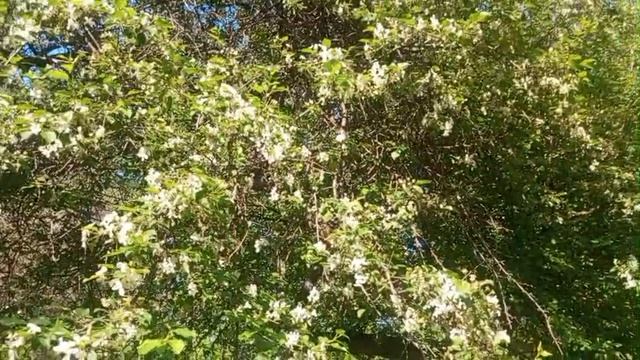 Рубрика прогулка в Нарымский сквер