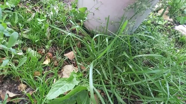 Дёргаю высокорослую траву с корнем.