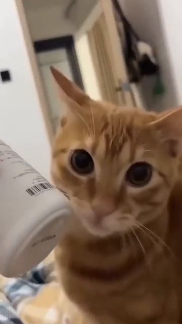 Вечно голодные коты🤣🤣🤣