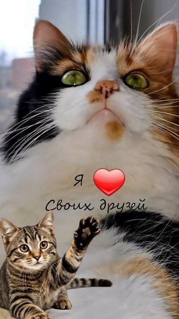 Хвостик хочет дружить. Но он не уверен, что заслужил твою дружбу. А ты как думаешь? 💔🐾🤍
