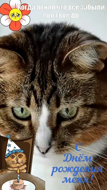 Он сидит и смотрит на экран. Ждёт. Наверное, все забыли... 💔🎂🐾