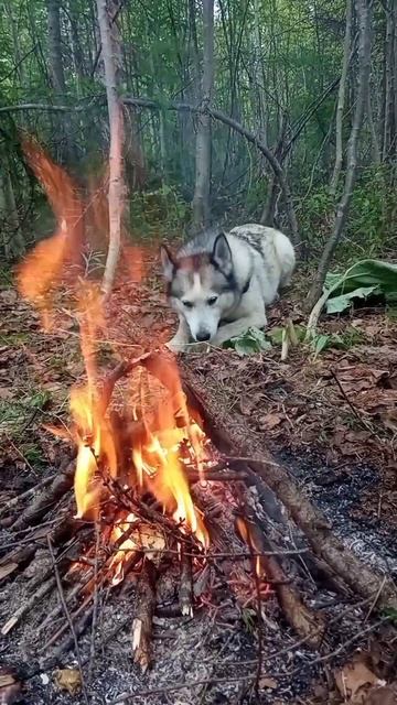 Лайка Сильвия, лесное приключение, отдых у костра.