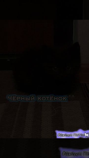💙 #ДжерриПитер #кот #р_е_к_и