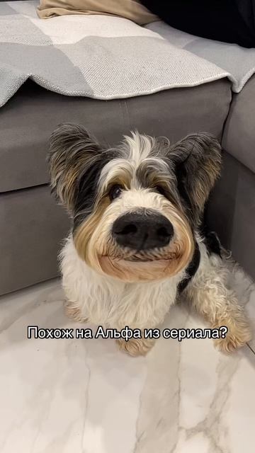 Шутка с собакой